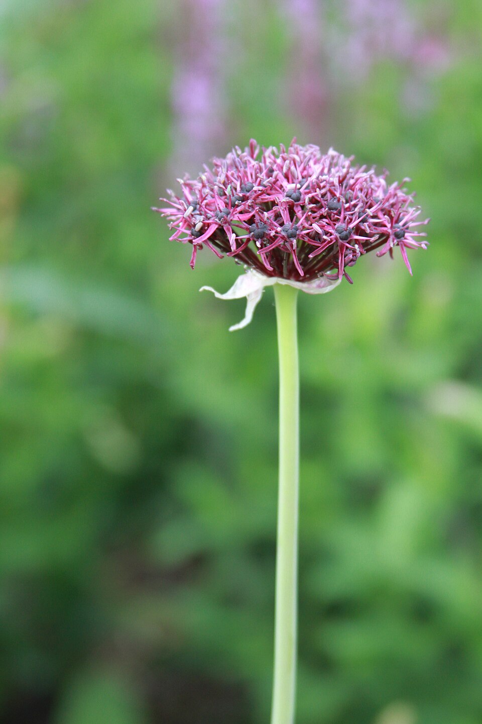 Allium atropurpureum (Dark Purple Allium) (alternate view 10)