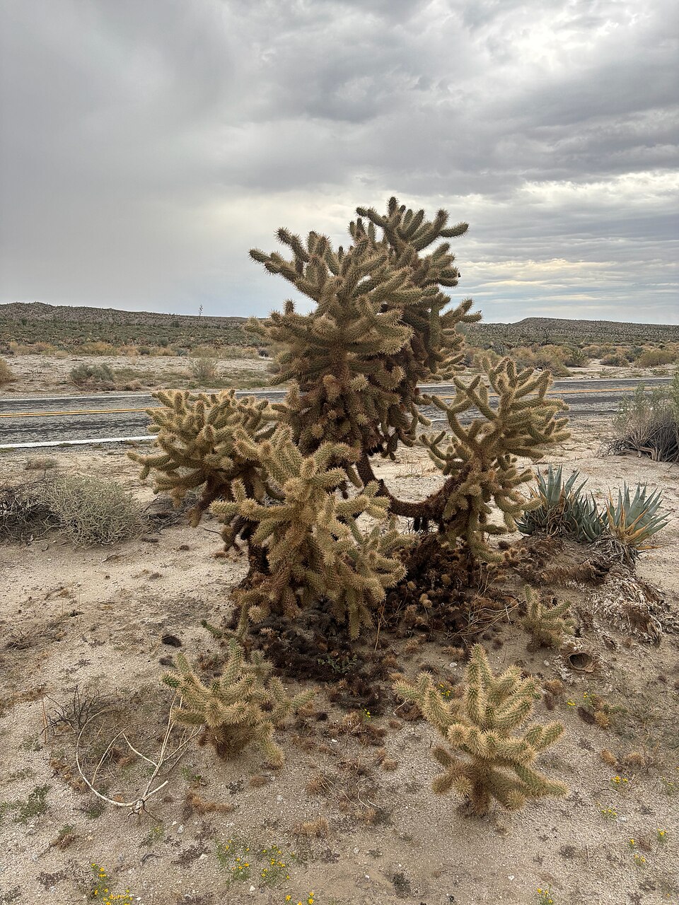 Cylindropuntia fosbergii (Mason Valley Cholla) (alternate view 6)