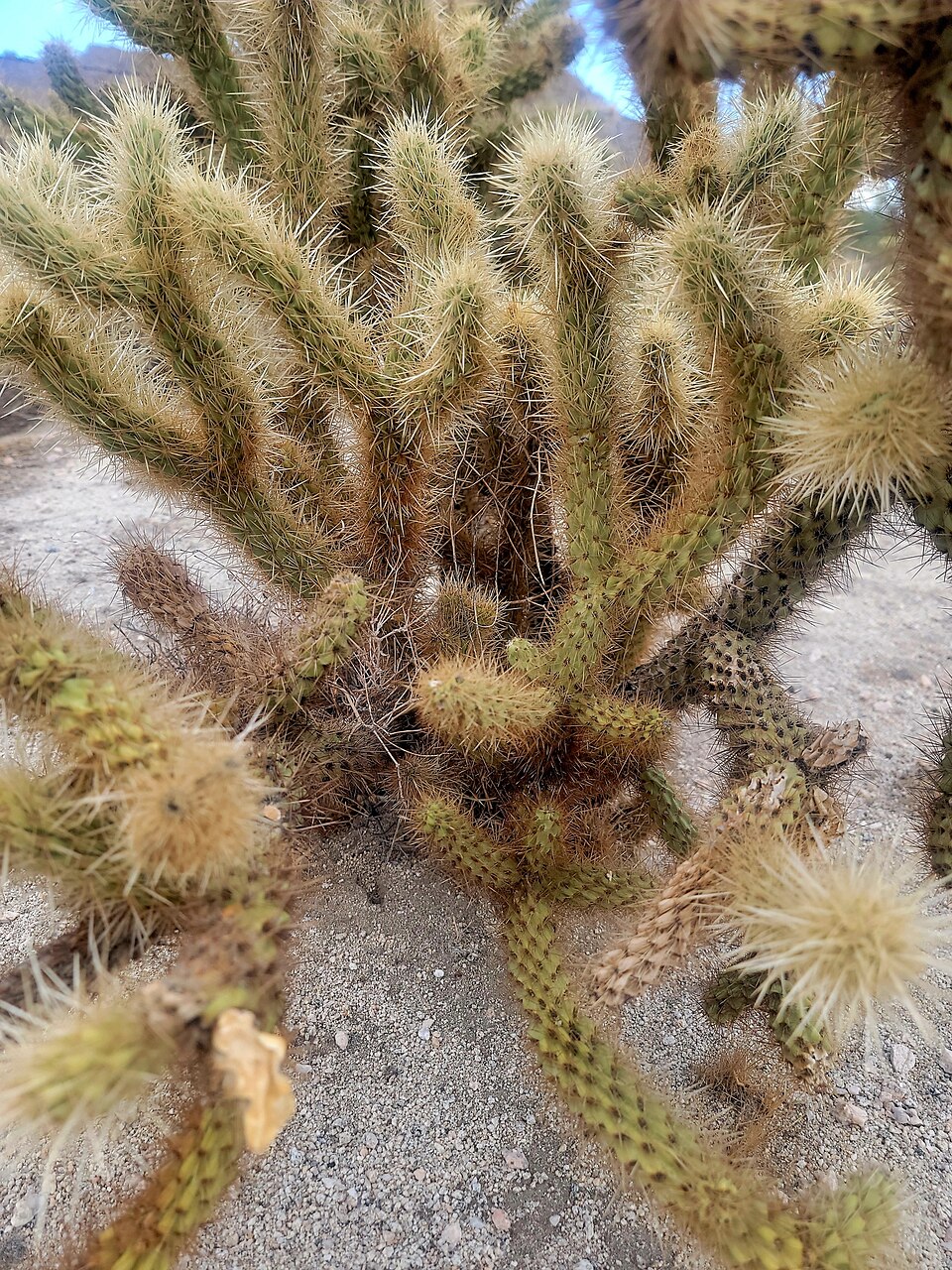 Cylindropuntia fosbergii (Mason Valley Cholla) (alternate view 7)