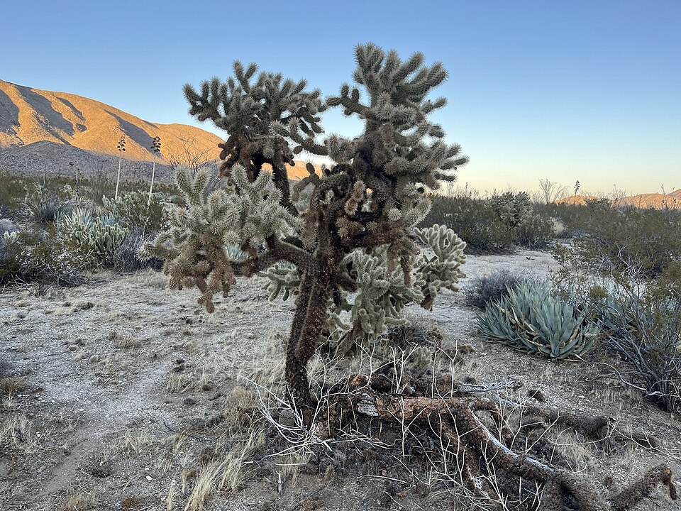 Cylindropuntia fosbergii (Mason Valley Cholla) (alternate view 8)