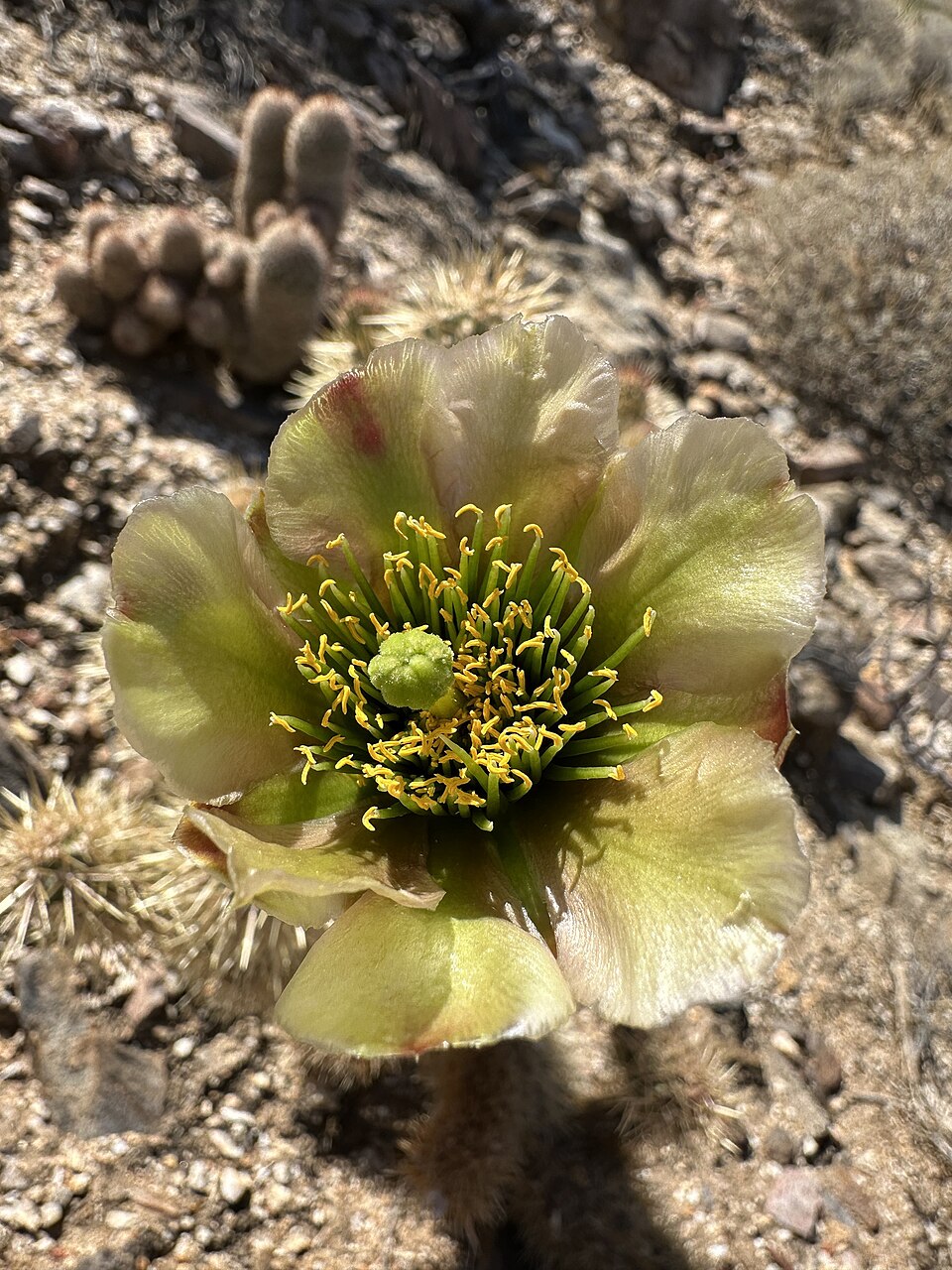 Cylindropuntia fosbergii (Mason Valley Cholla) (alternate view 9)
