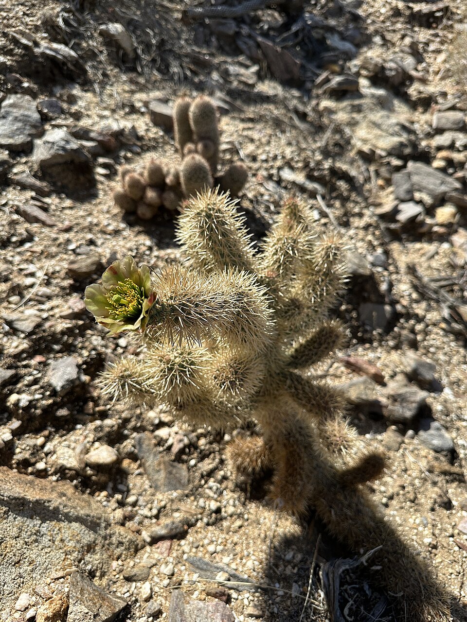 Cylindropuntia fosbergii (Mason Valley Cholla) (alternate view 10)