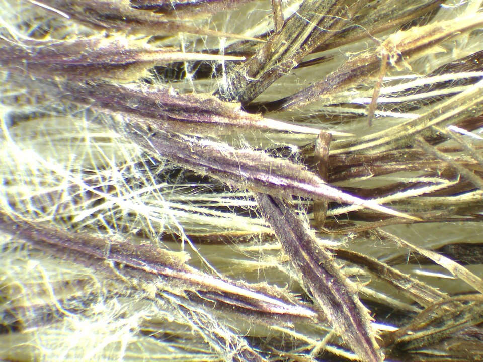 Lophiolepis eriophora (Woolly Thistle)