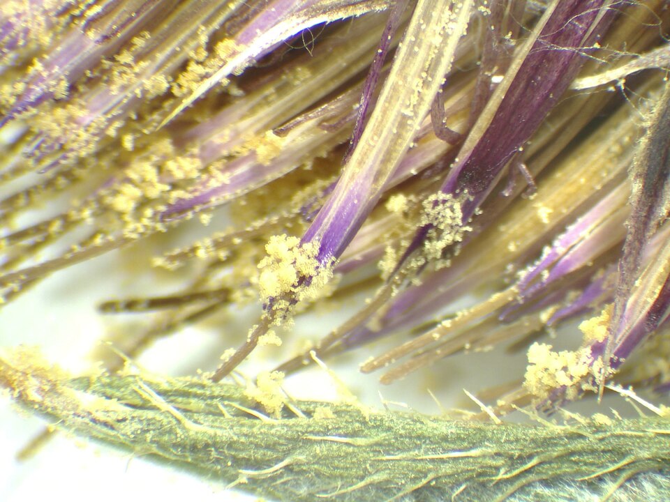 Lophiolepis eriophora (Woolly Thistle)