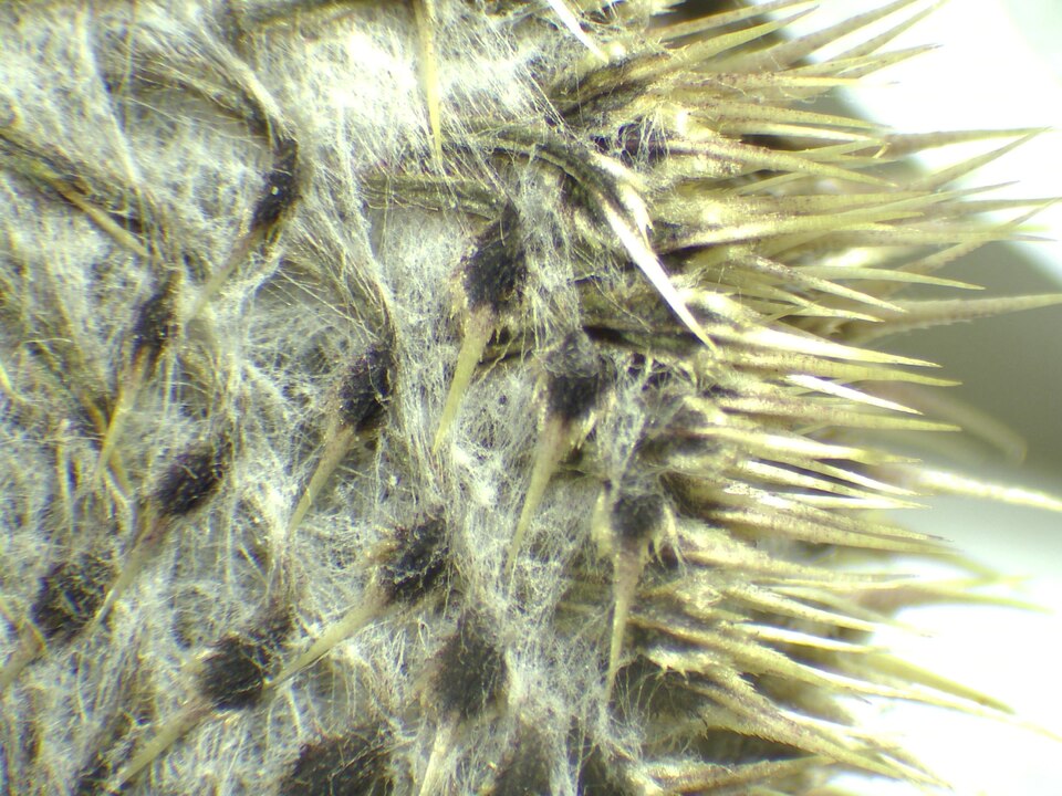 Lophiolepis eriophora (Woolly Thistle)