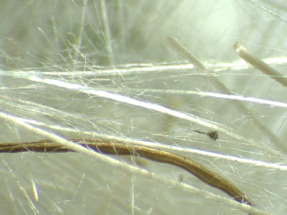 Lophiolepis eriophora (Woolly Thistle)