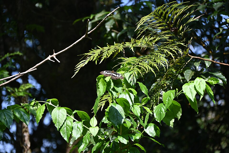 Grevillea robusta (silk oak) (alternate view 8)