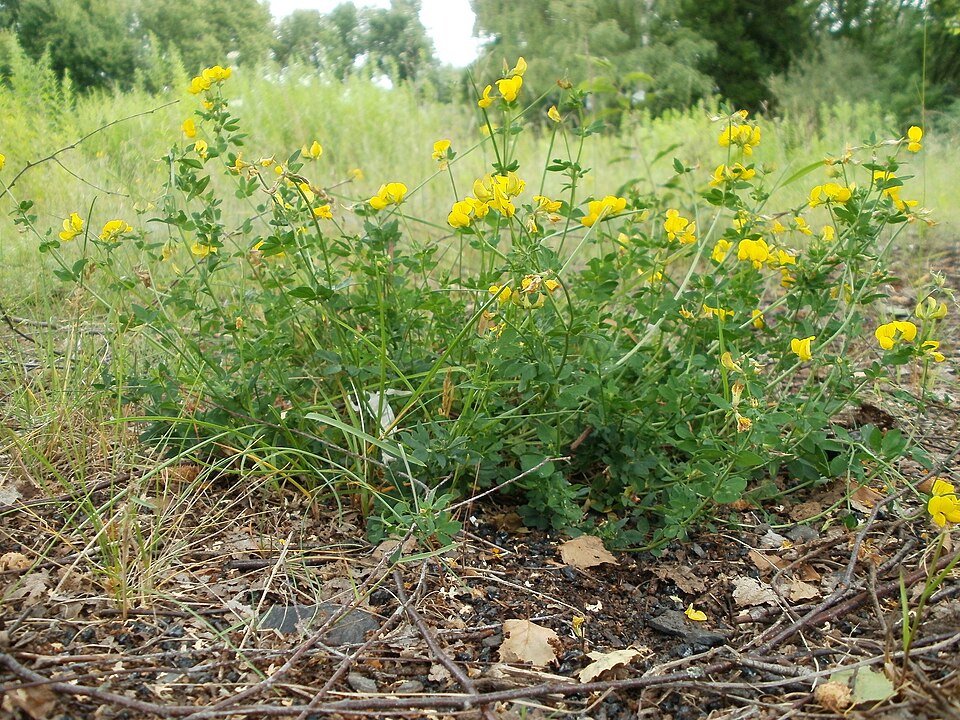 Lotus corniculatus (bird's-foot trefoil) (alternate view 8)