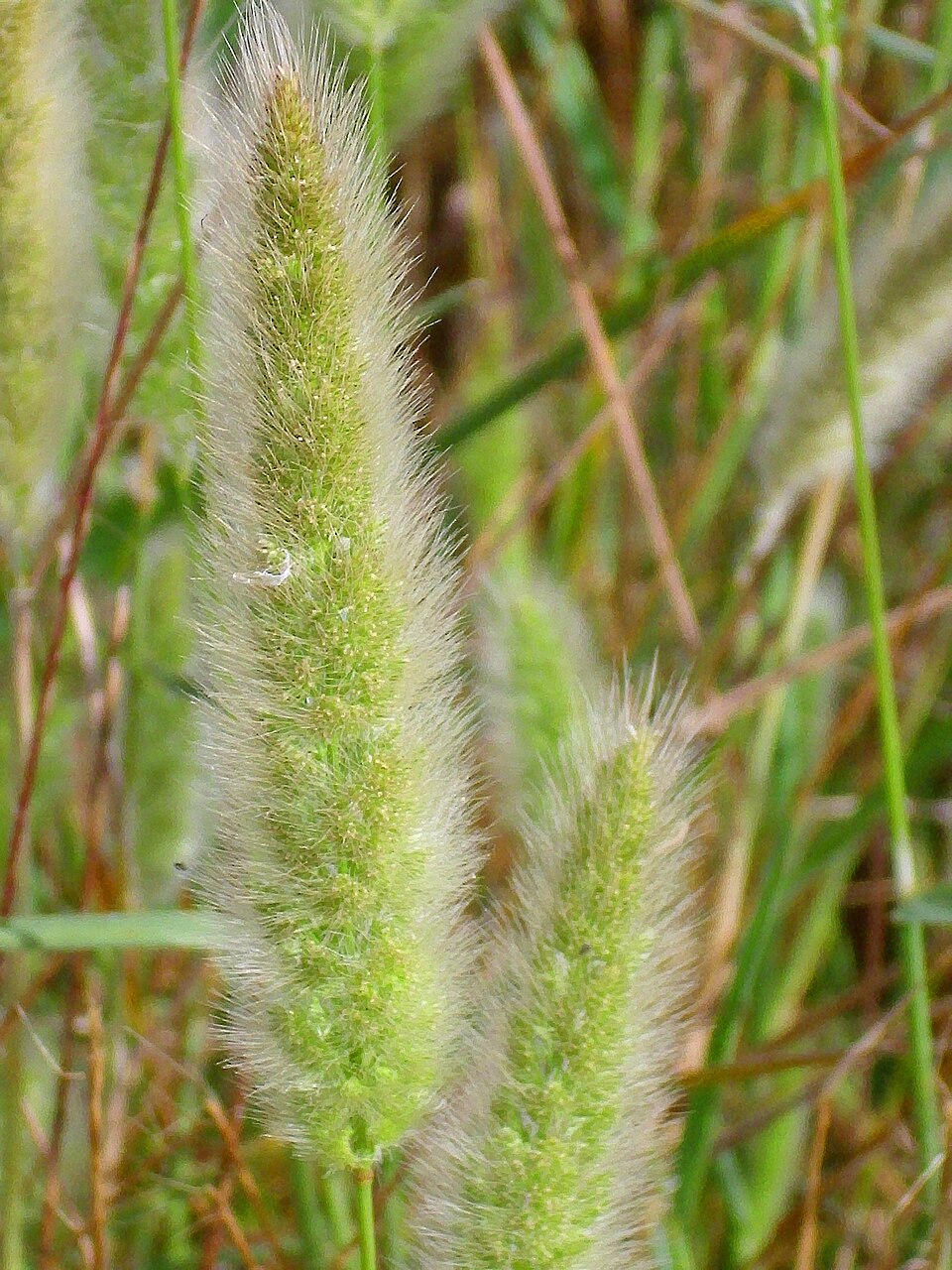 Polypogon monspeliensis (rabbitfoot grass) (alternate view 8)