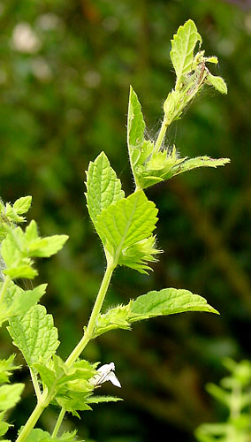 Melissa officinalis (Lemon Balm) (alternate view 6)