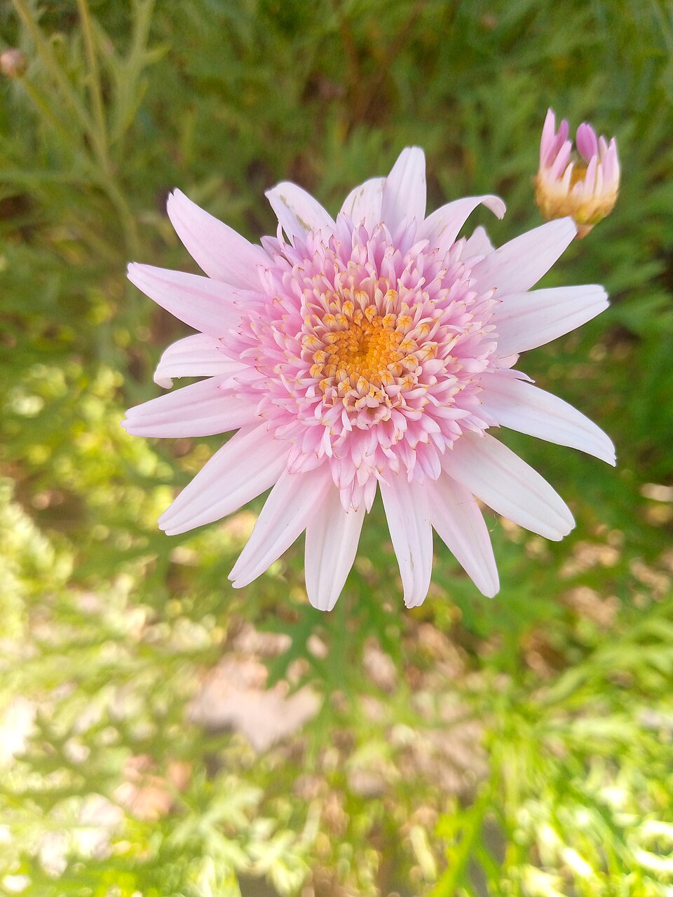 Argyranthemum