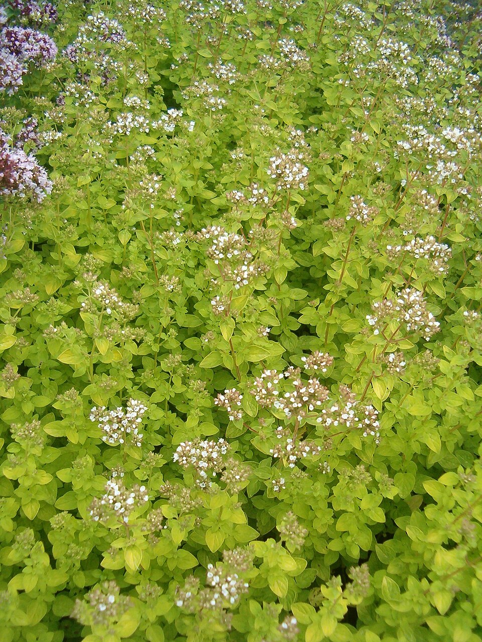 Origanum vulgare 'Aureum' (golden oregano)
