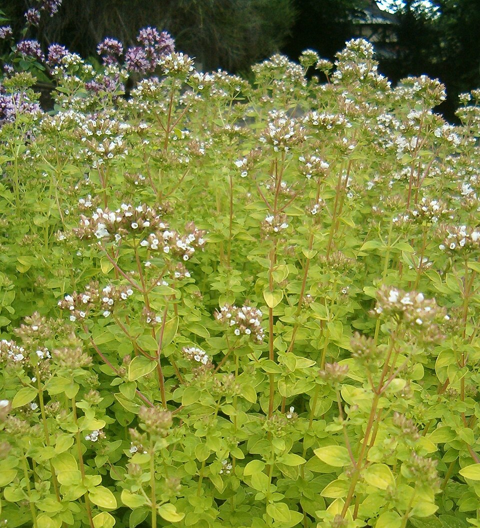 Origanum vulgare 'Aureum' (golden oregano) (alternate view 2)