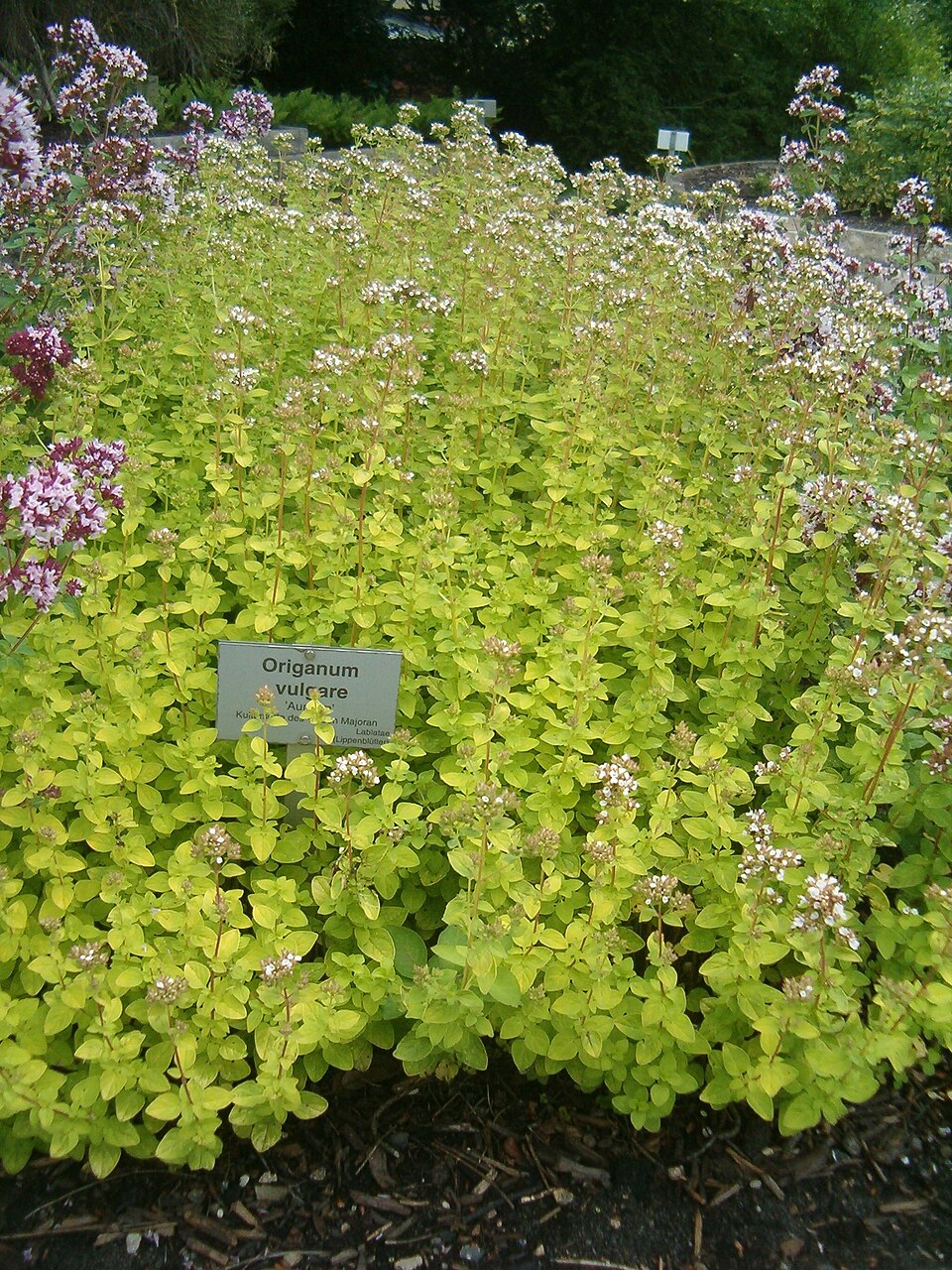 Origanum vulgare 'Aureum' (golden oregano) (alternate view 3)