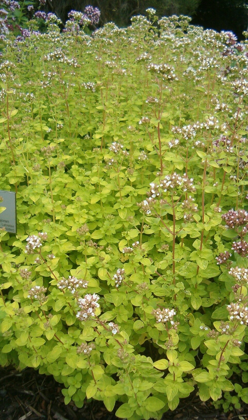 Origanum vulgare 'Aureum' (golden oregano) (alternate view 4)