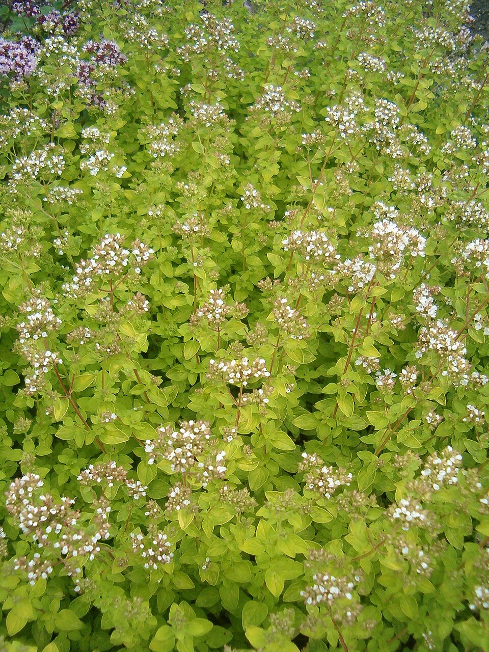 Origanum vulgare 'Aureum' (golden oregano) (alternate view 5)