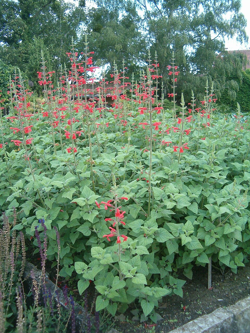 Salvia fulgens (cardinal sage) (alternate view 7)