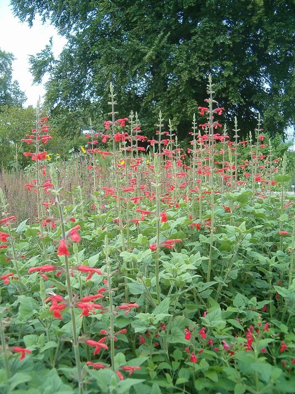 Salvia fulgens (cardinal sage) (alternate view 8)