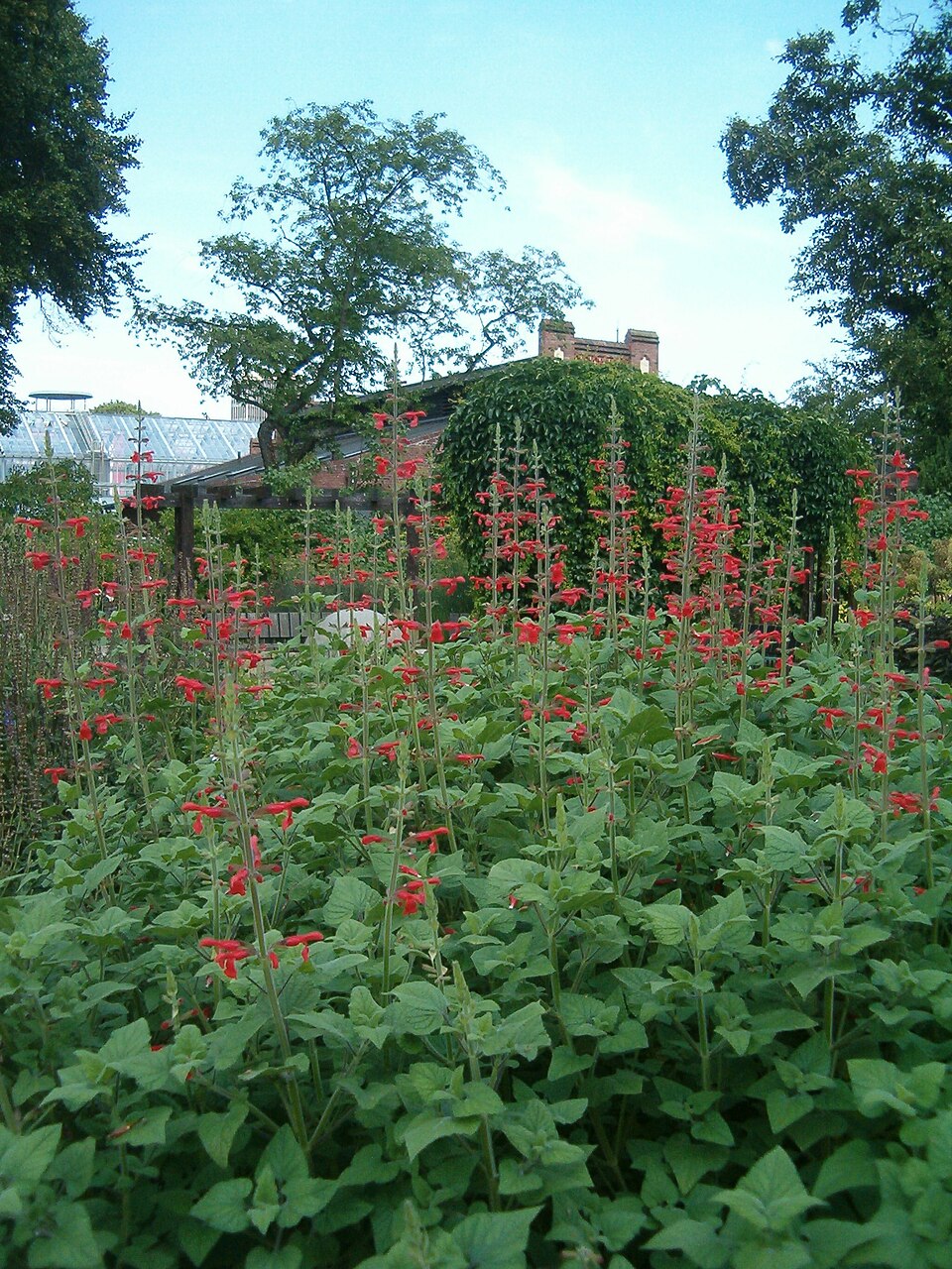Salvia fulgens (cardinal sage) (alternate view 9)