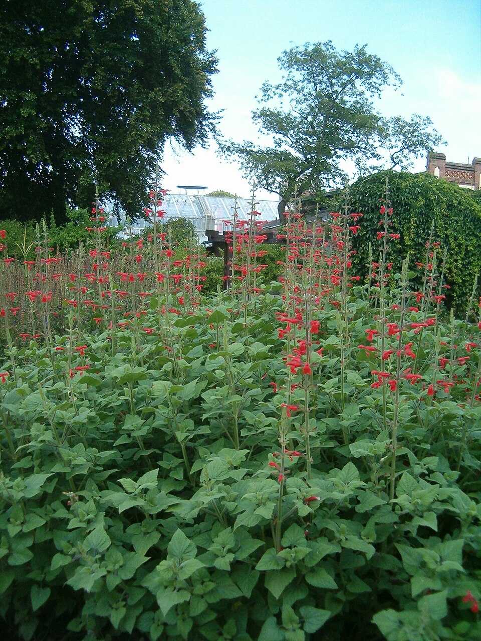 Salvia fulgens (cardinal sage) (alternate view 10)