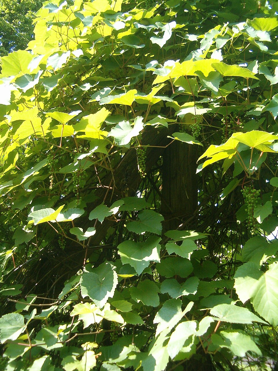 Vitis aestivalis (summer grape) (alternate view 7)