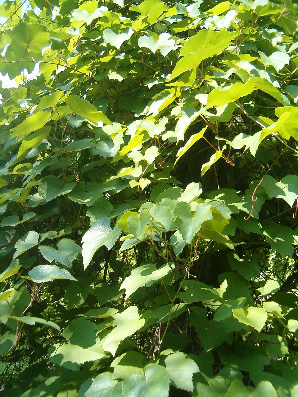 Vitis aestivalis (summer grape) (alternate view 8)