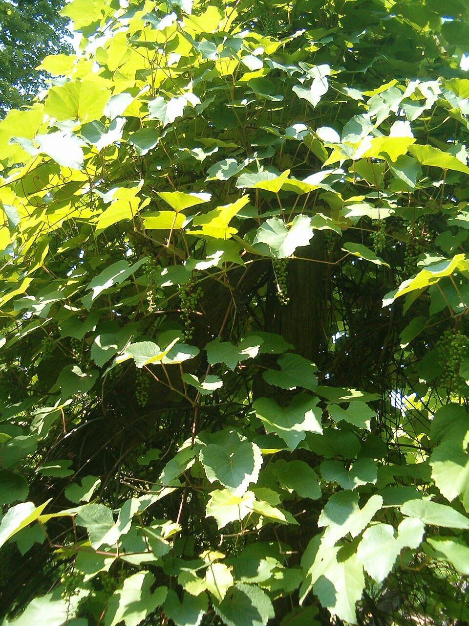 Vitis aestivalis (summer grape) (alternate view 9)
