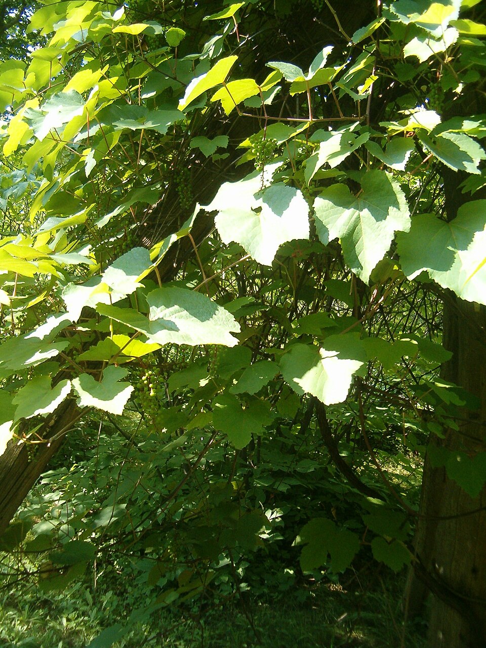 Vitis aestivalis (summer grape) (alternate view 10)