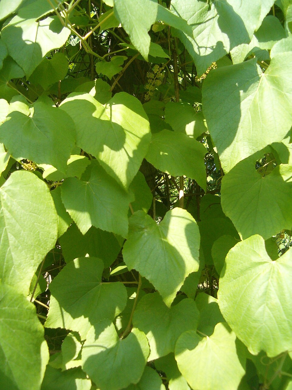 Vitis cinerea (graybark grape) (alternate view 2)
