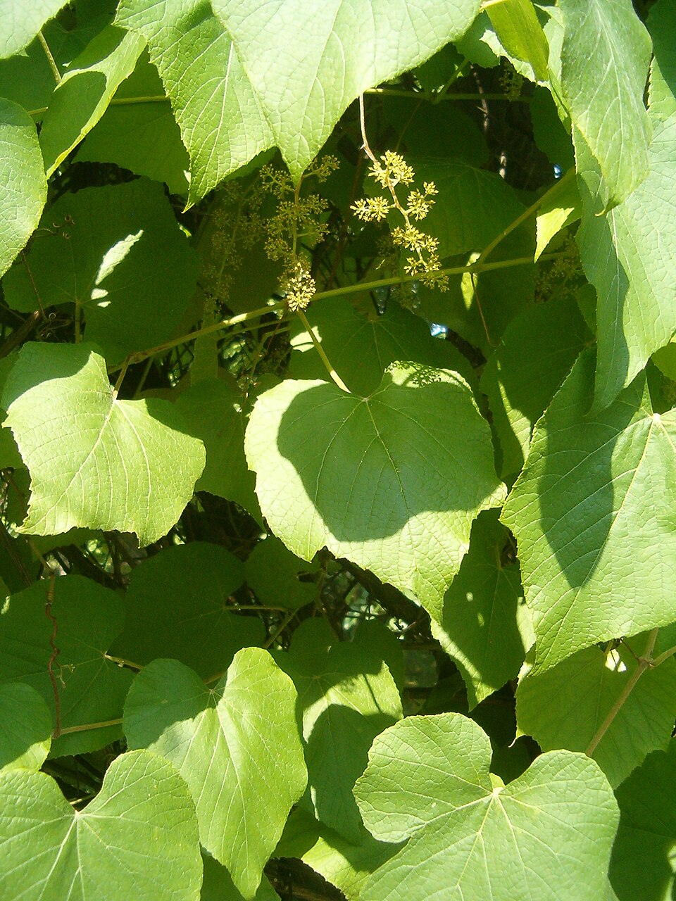 Vitis cinerea (graybark grape) (alternate view 3)