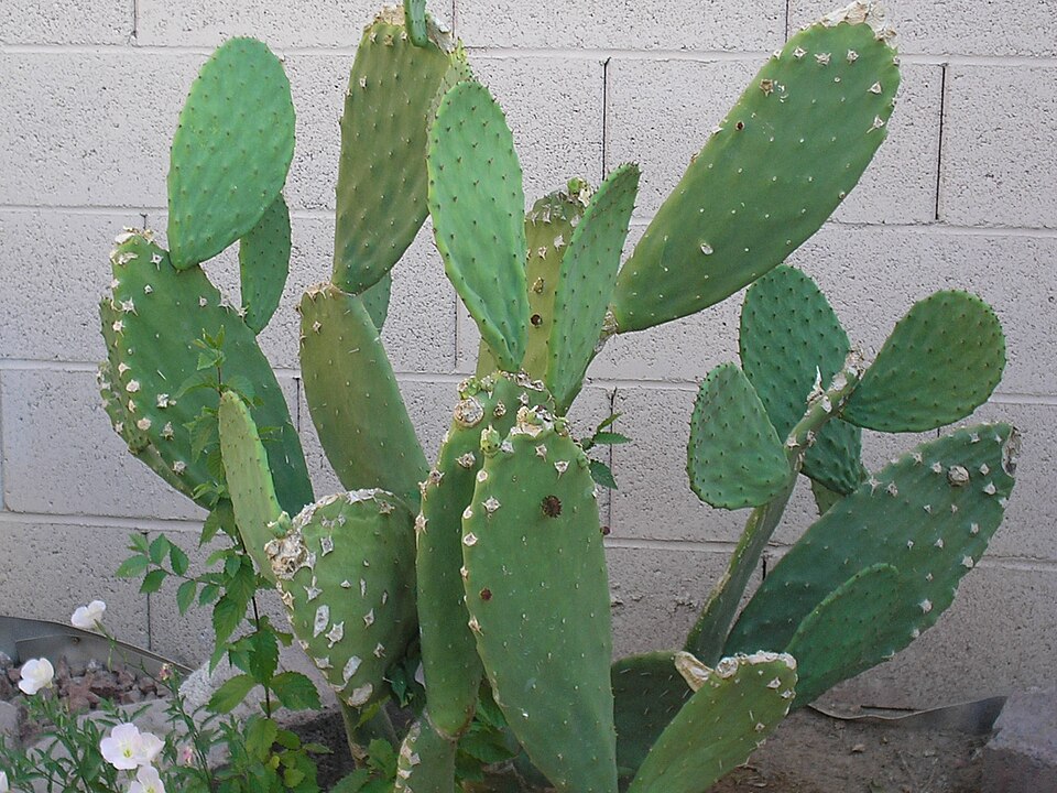 Opuntia ficus-indica (Prickly Pear Cactus) (alternate view 8)