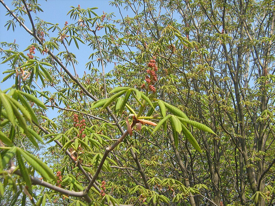 Aesculus pavia (Red Buckeye)