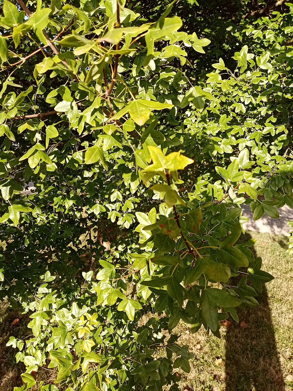 Acer monspessulanum (alternate view 10)
