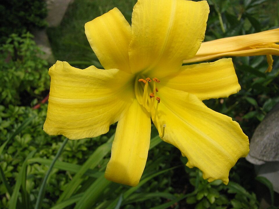 Hemerocallis × 'Stella de Oro' (Stella de Oro Daylily) (alternate view 2)