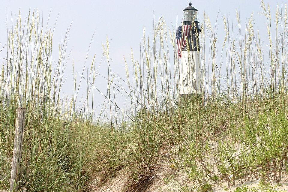 Uniola paniculata (sea oats) (alternate view 5)
