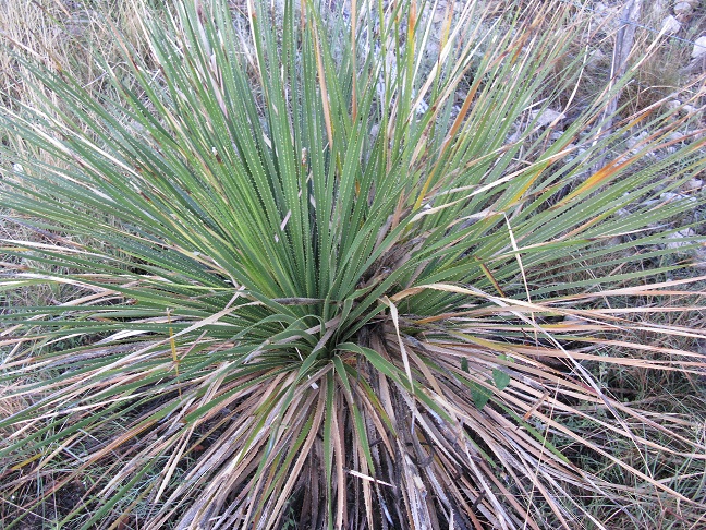 Dasylirion texanum (Texas sotol) (alternate view 7)
