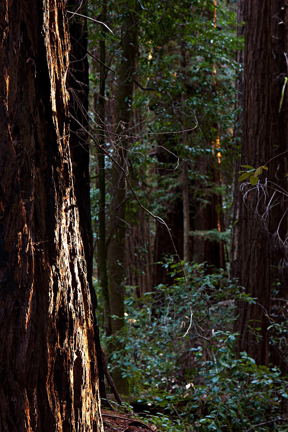 Sequoia sempervirens (Coast Redwood) (alternate view 6)