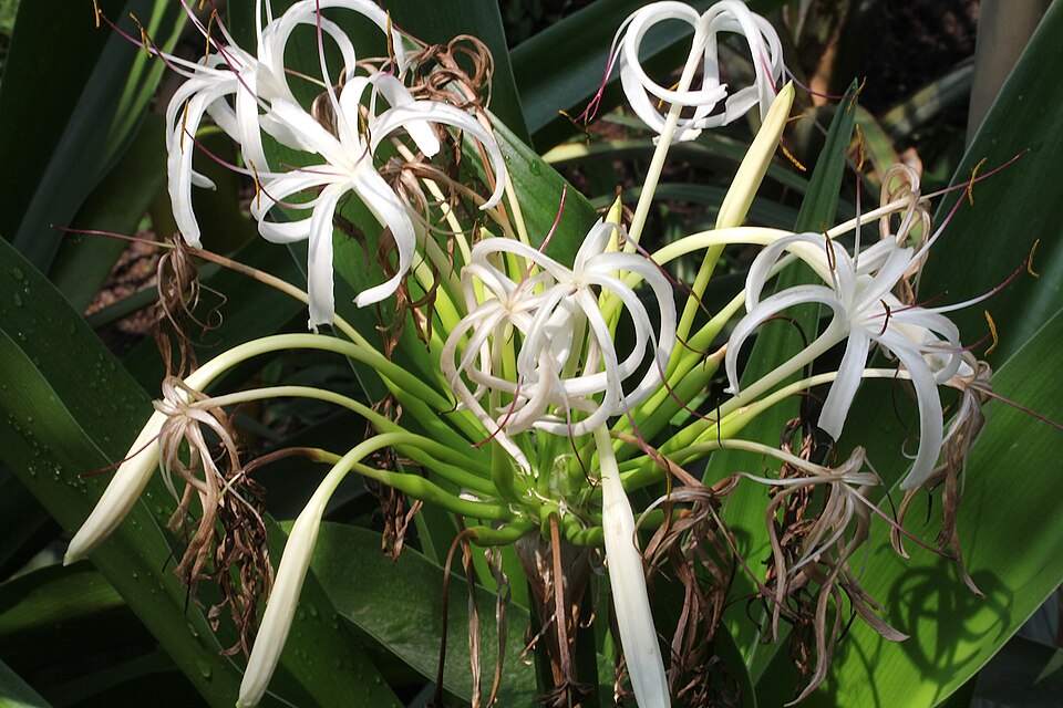Crinum × amabile (Giant Spider Lily) (alternate view 3)