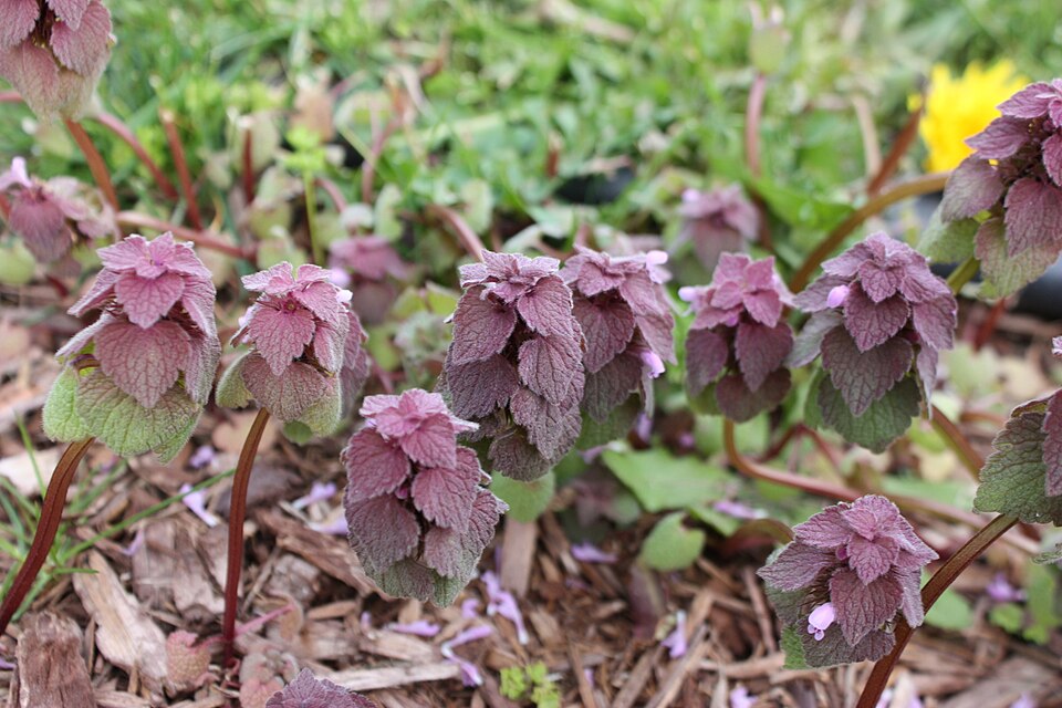 Lamium (deadnettles and archangels) (alternate view 6)