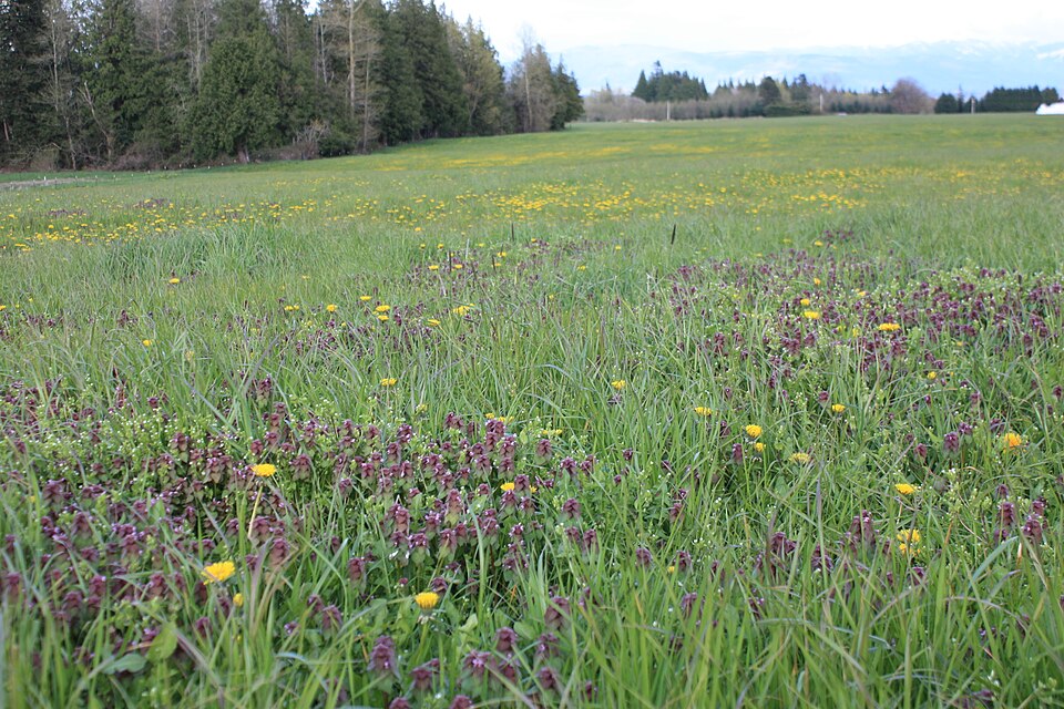 Lamium (deadnettles and archangels) (alternate view 7)