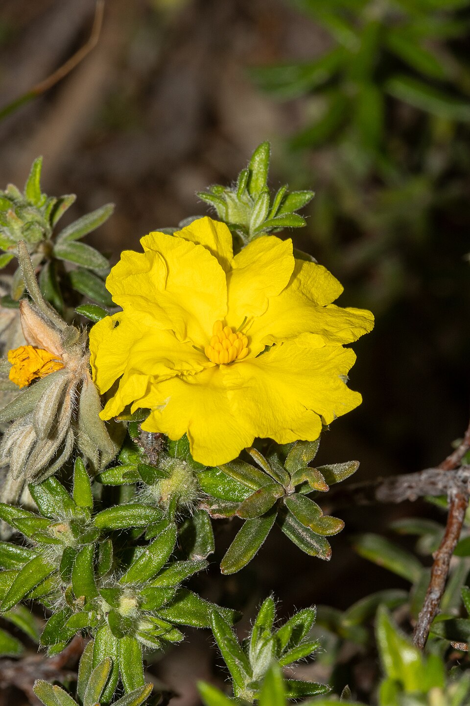 Hibbertia crinita (Long-hair Guinea-flower) (alternate view 7)