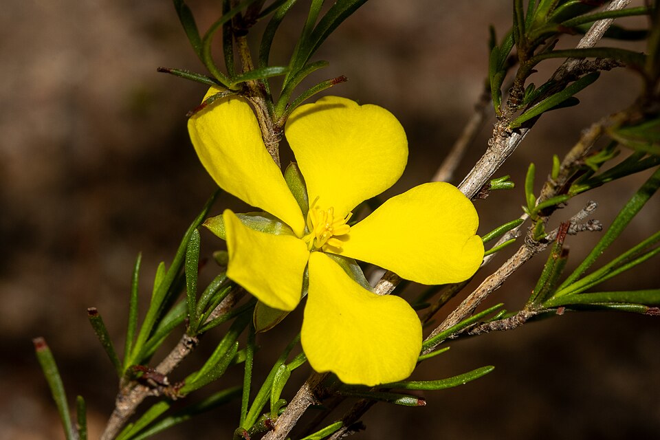 Hibbertia virgata (Twiggy Guinea-flower) (alternate view 10)
