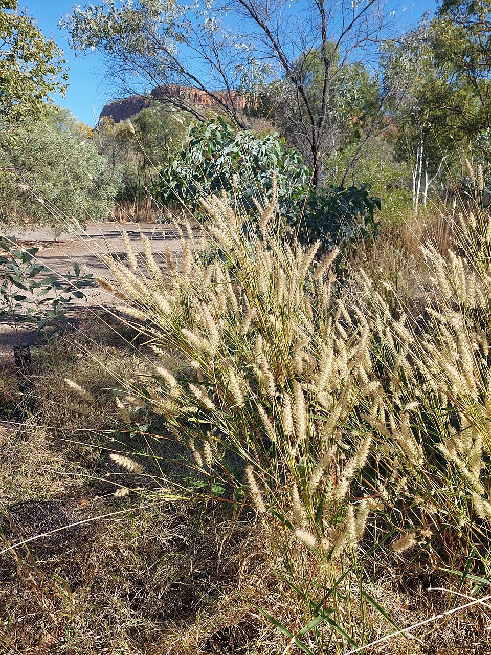 Cenchrus (sandburs and fountain grasses) (alternate view 6)
