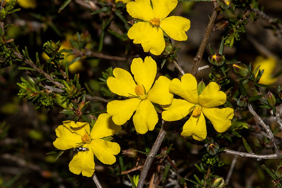 Hibbertia exutiacies (Prickly Guinea-flower) (alternate view 2)