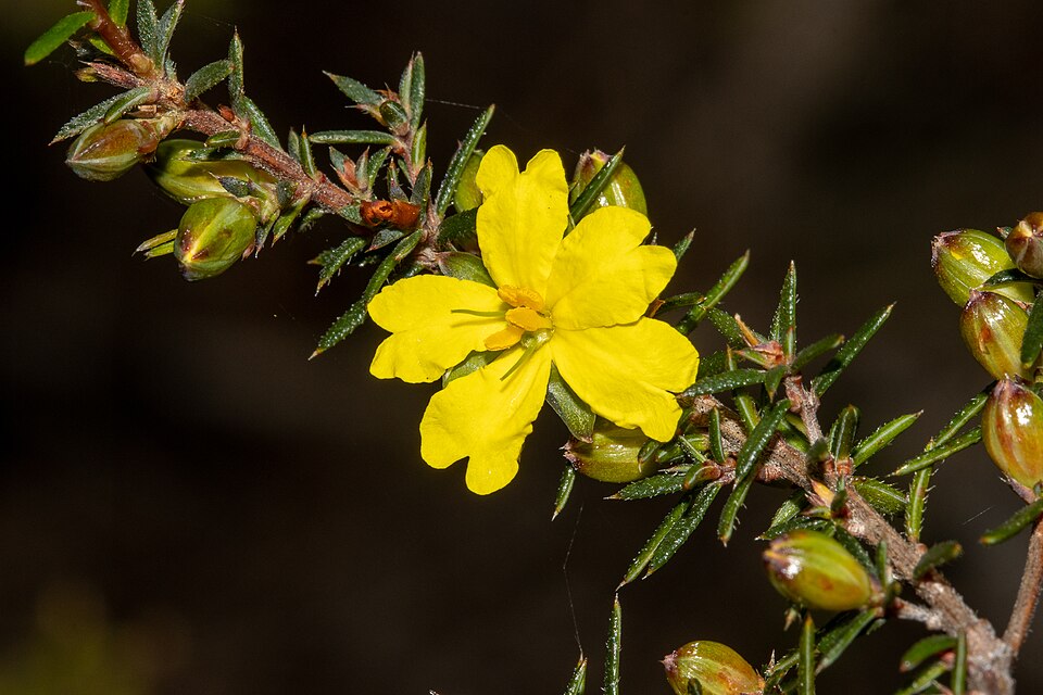 Hibbertia exutiacies (Prickly Guinea-flower) (alternate view 3)