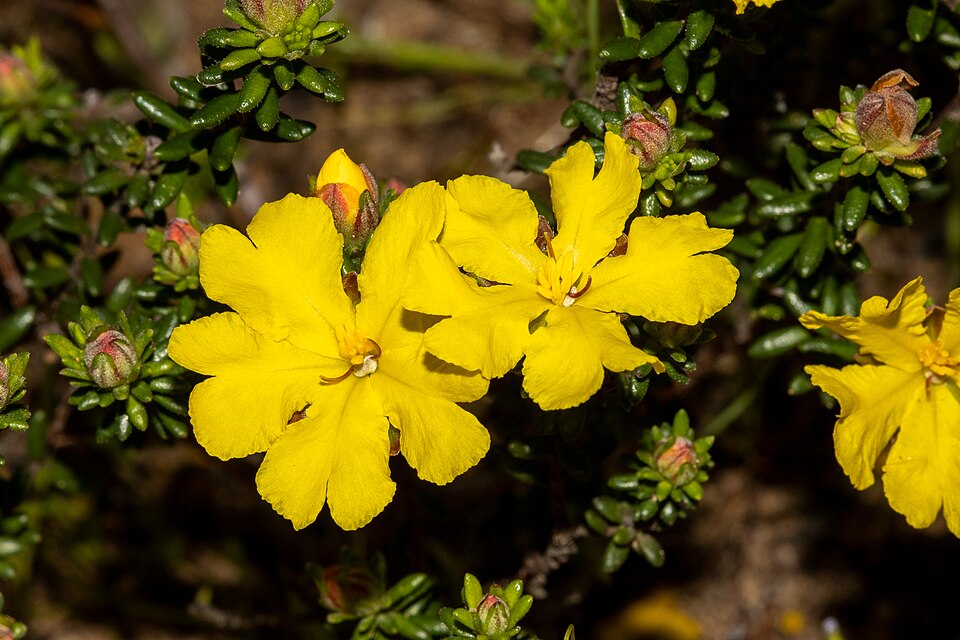 Hibbertia sericea (Silky Guinea-flower) (alternate view 4)