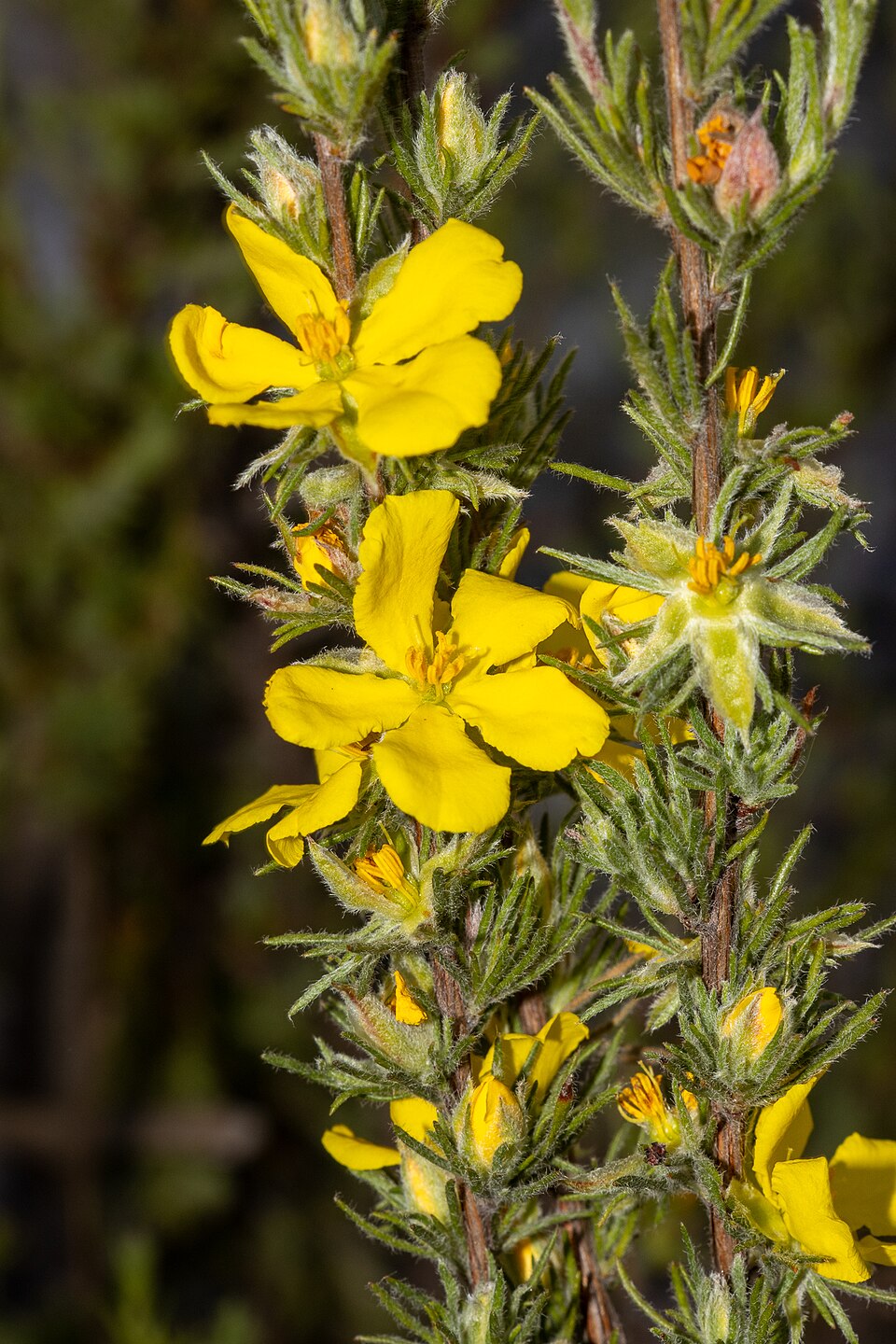 Hibbertia fasciculata (bundled hibbertia) (alternate view 4)