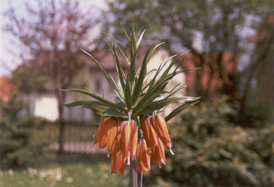 Fritillaria imperialis (crown imperial) (alternate view 6)
