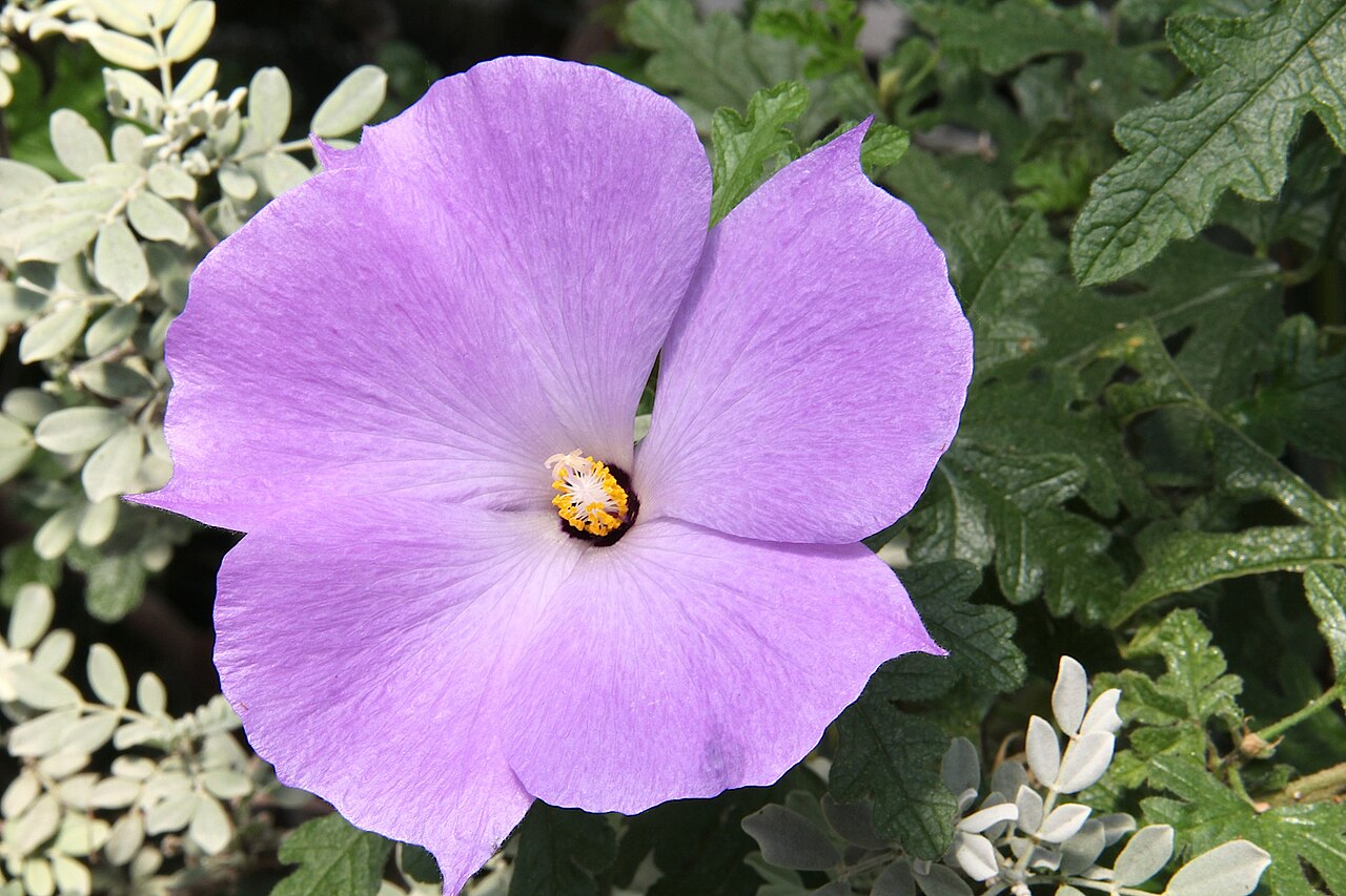 Alyogyne huegelii, Native hibiscus — upright evergreen (Malvaceae) (image 9 of 9)