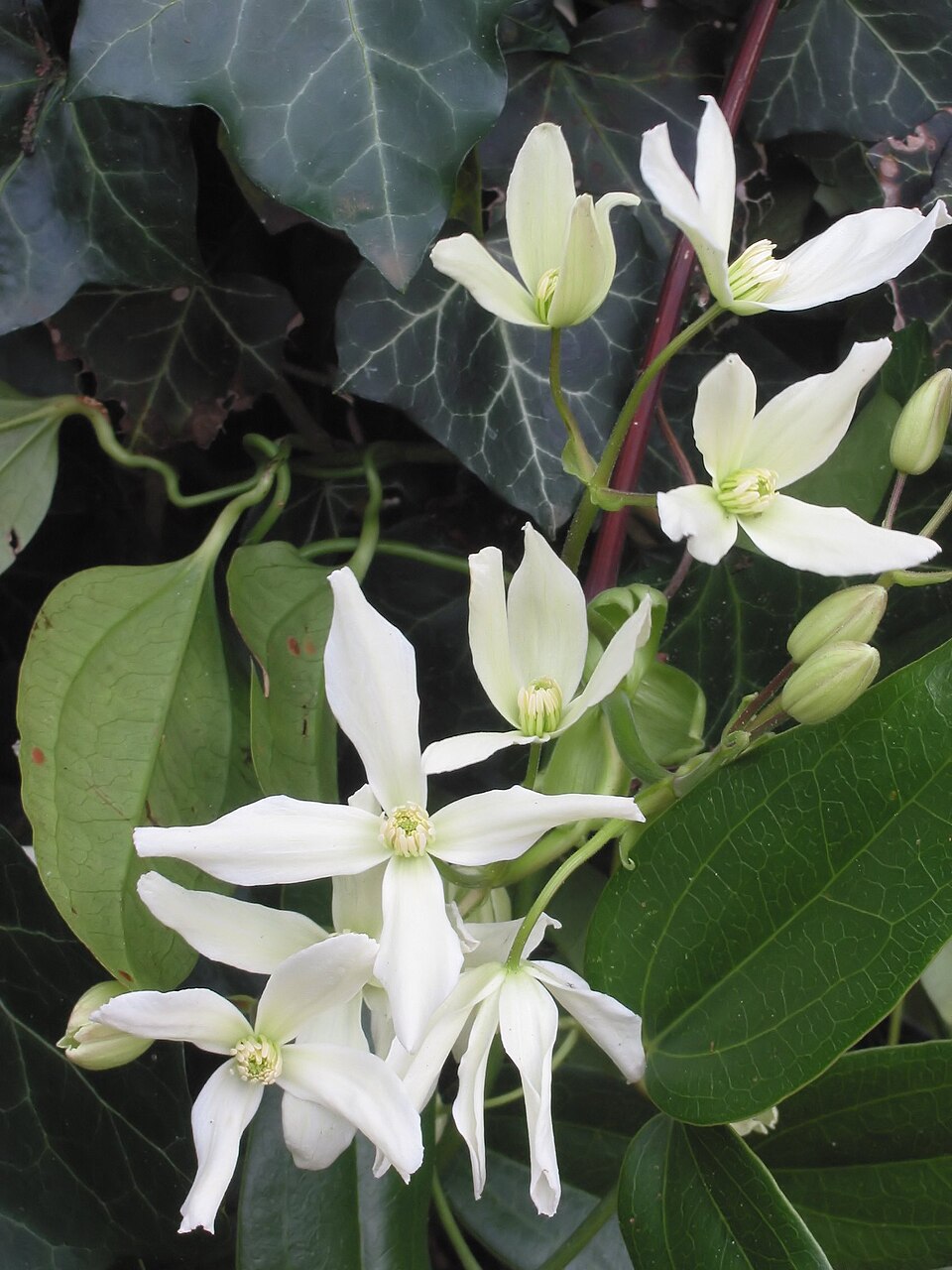 Clematis armandii (Armand Clematis)